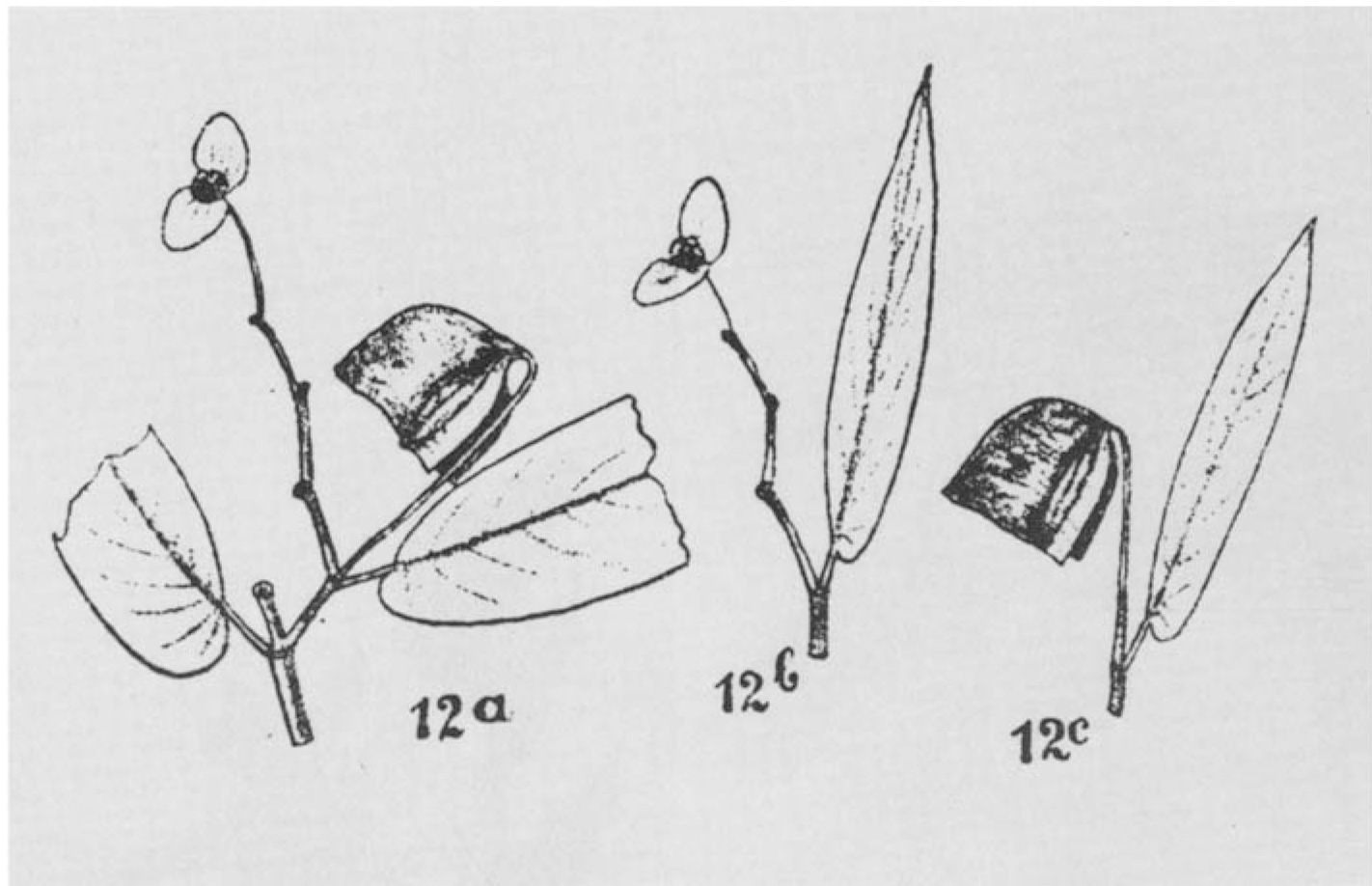 B. malmquistiana f. malmquistiana